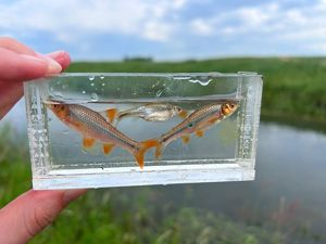 Topeka shiners in a small glass aquarium.